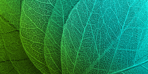 Close up picture of leaves with a green-to-blue gradient
